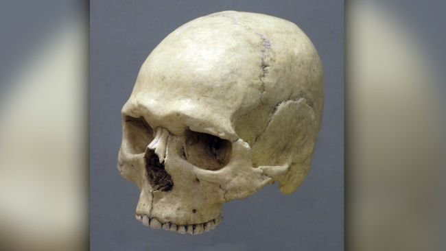 O crânio que foi encontrado na Suécia e serviu como base para a criação. (Fonte: Oscar Nilsson/Reprodução)