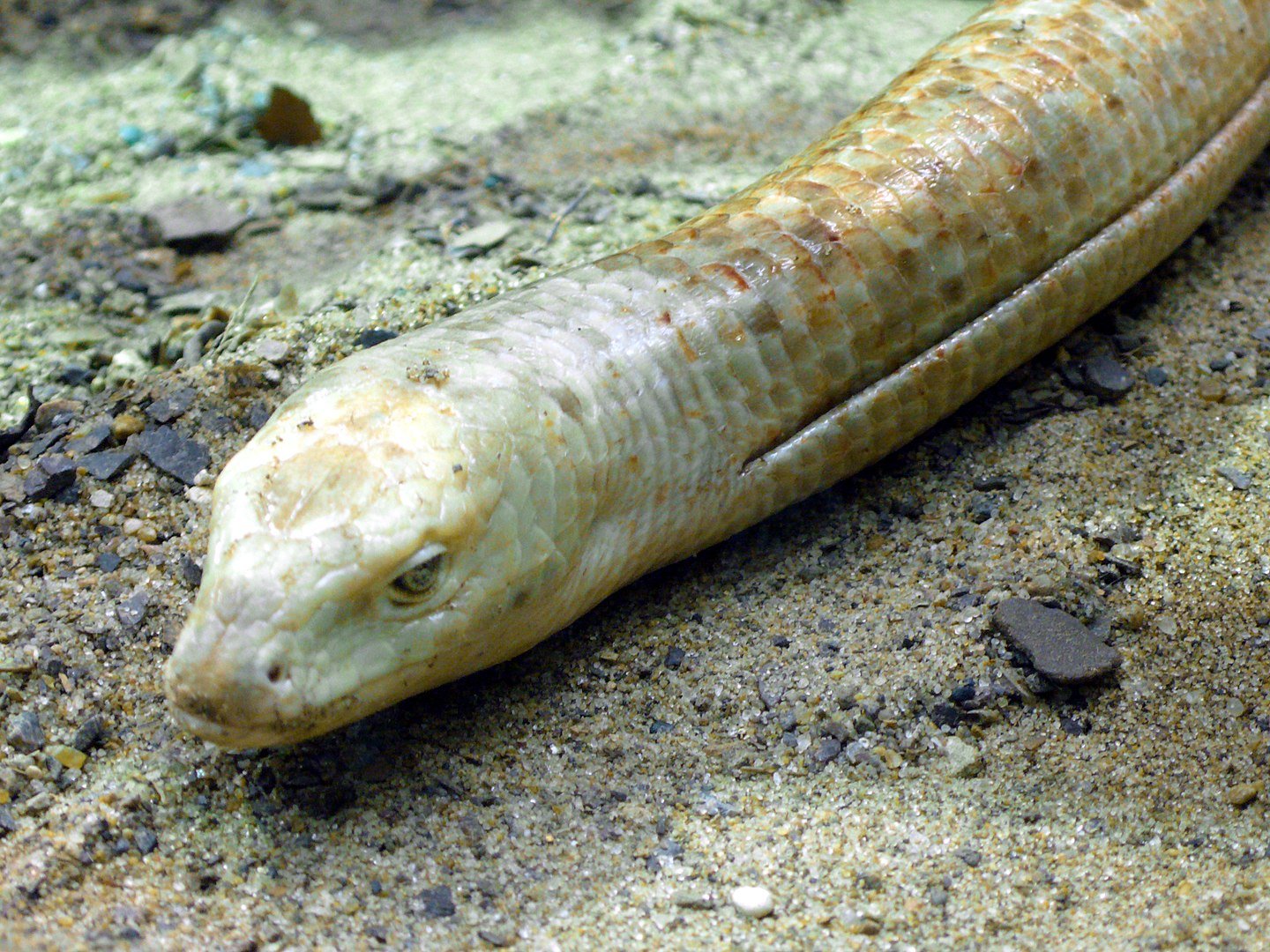 Essa espécie de lagarto sem pernas provavelmente fazia parte da dieta (Fonte: Wikimedia Commons)