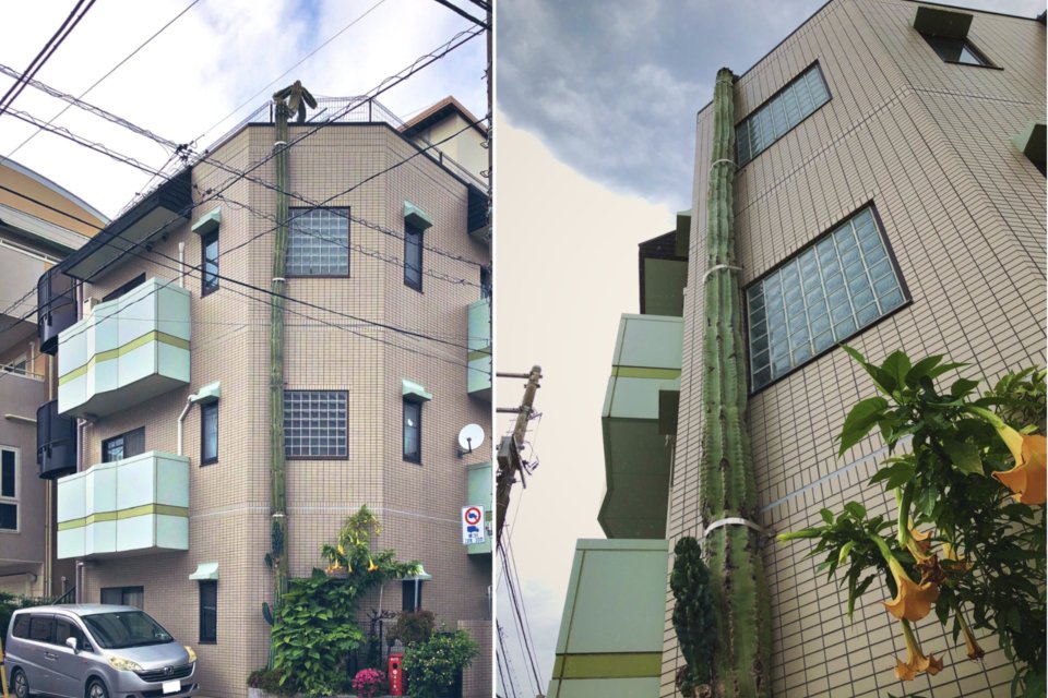 Imagem de Cacto com mais de 10 m de altura chama atenção em cidade japonesa no megacurioso
