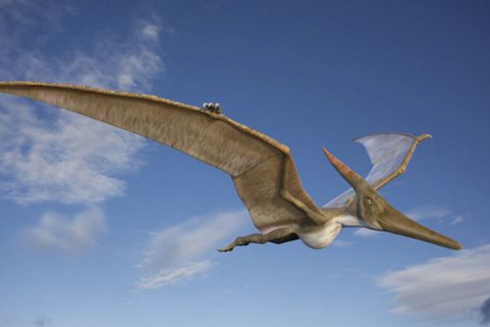 Estudo aborda a evolução dos pterossauros