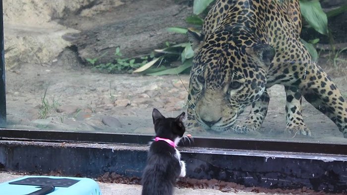 Gatinha conhece seu "primo" da selva (Fonte: San Antonio Zoo)