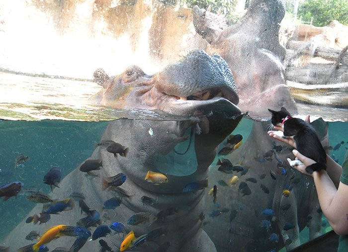 Os gatinhos gostaram muito dos hipopótamos! (Fonte: San Antonio Zoo)