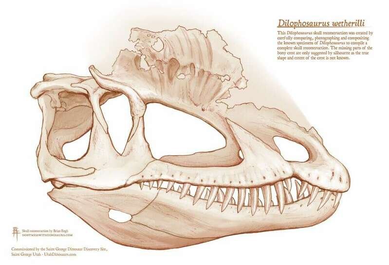 Reconstrução do crânio do Dilofossauro por Brian Engh. (Fonte: The Saint George Dinosaur Discovery Site)