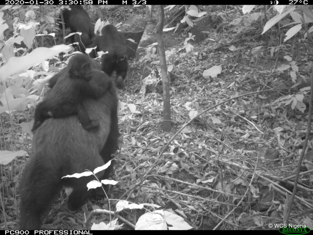 Um pequeno gorila-do-rio-cross agarrado nas costas de um primata adulto da espécie. (Fonte: WCS Nigeria/Reprodução)
