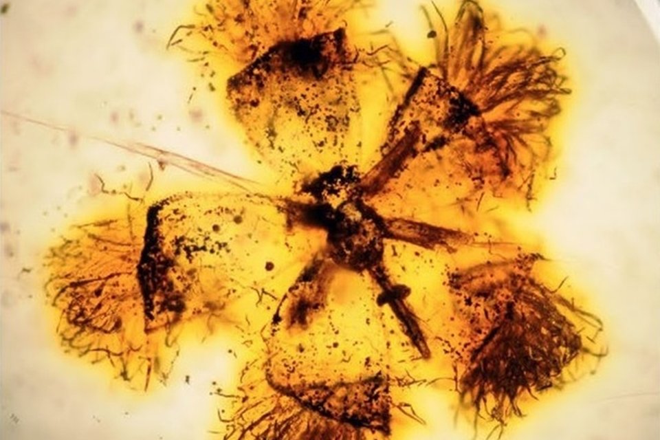 Imagem de Primeiras plantas com flor cresceram em ambientes tropicais no megacurioso