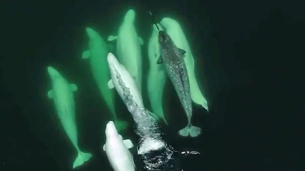 Belugas fazem amizade até com narvais, outra espécie de baleia (Fonte: CBC/Reprodução)