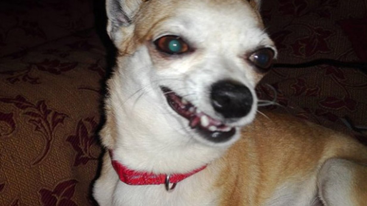 Veja uma thread no Twitter que só permite fotos feias de animais - Mega ...