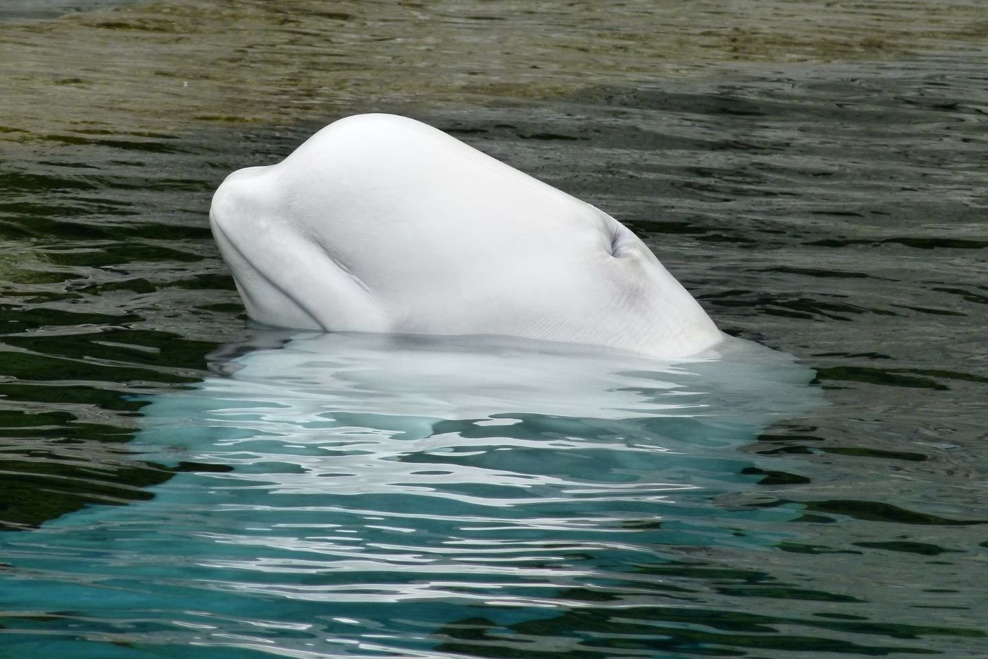 Beluga é avistada se aventurando a 4 mil km de seu habitat - Mega Curioso