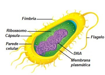 Estrutura celular de uma bactéria. (Fonte: Alunos Online)