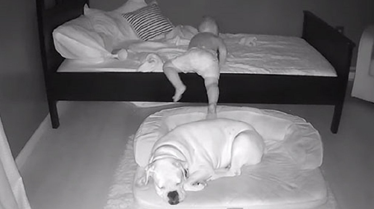 Câmera escondida flagra garotinho indo dormir com seu cachorro - Mega  Curioso