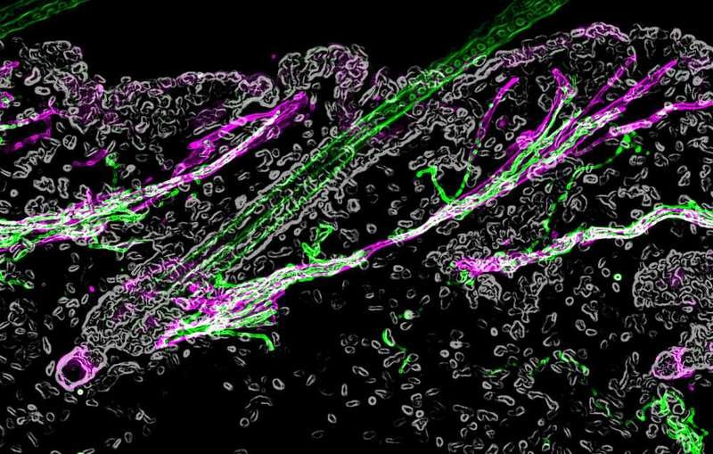O folículo capilar visto do microscópio. (Fonte: Hsu laboratory/ Harvard University)