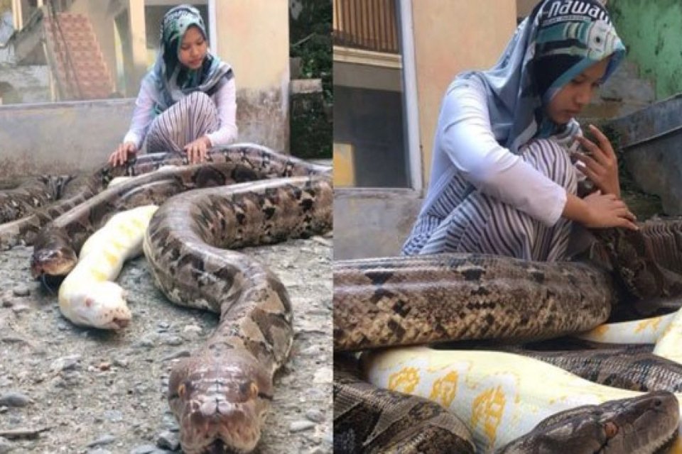 Imagem de Garota de 14 anos cria 6 pítons gigantes como bichos de estimação no megacurioso