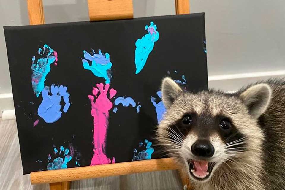 Imagem de Guaxinins artistas ganham a internet posando com suas pinturas no megacurioso