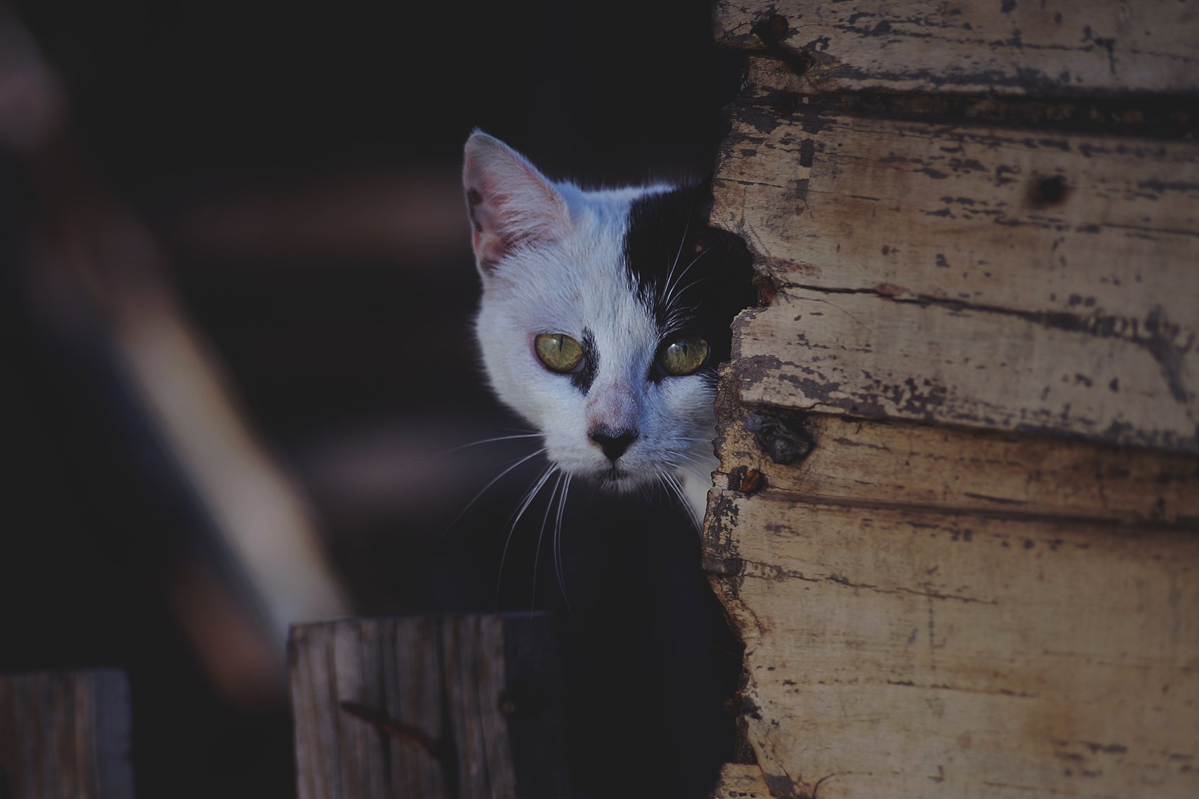 Imagem de Acoustic Cat: o projeto que transformaria gatos em espiões no megacurioso
