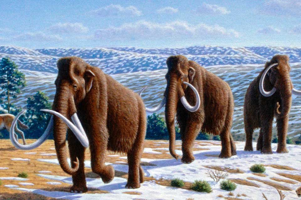 Imagem de Esqueleto de mamute de 10 mil anos é encontrado bem preservado no megacurioso