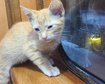 thumb-image-2024-02-29T14:04:53.247Z
