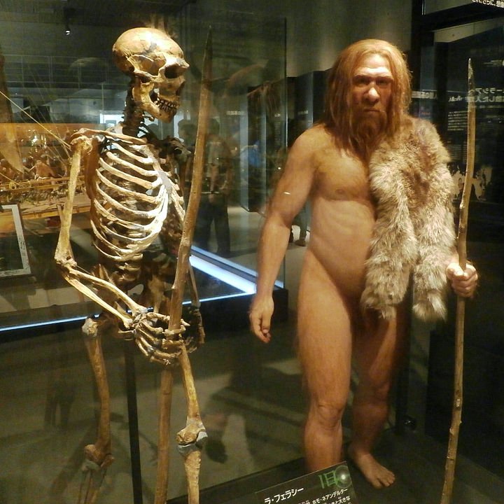 Tem um pouco de DNA neandertal nos seres humanos modernos. (Fonte: Wikimedia Commons)