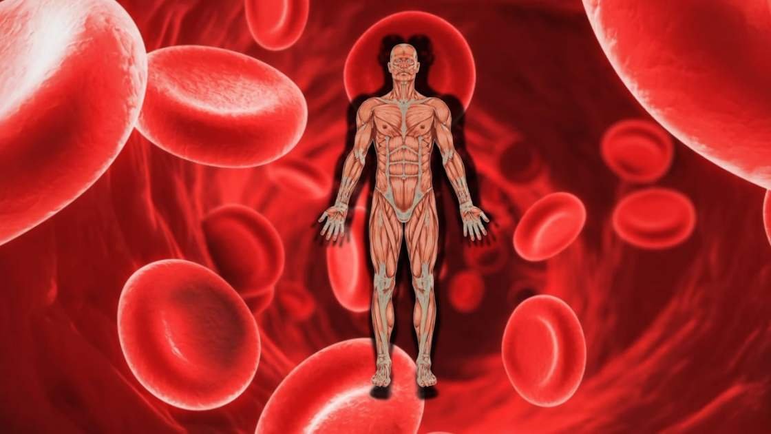 O ferro está presente na hemoglobina (Fonte: HB Pharmacy/Reprodução)