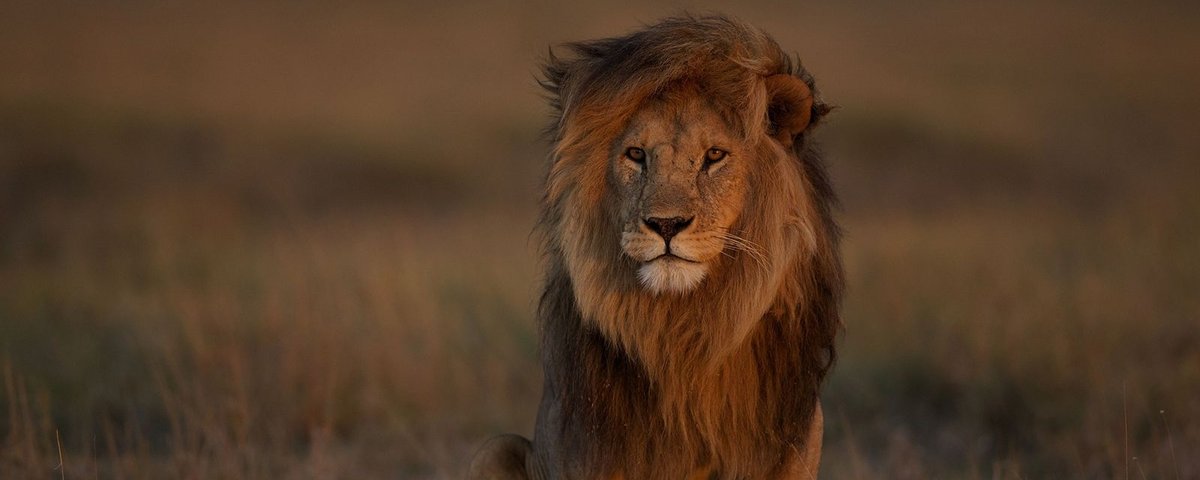 10 curiosidades sobre os nativos do signo de Leão