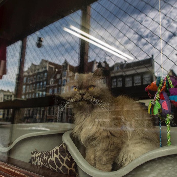 Alguns gatos moram no abrigo há muito tempo. (Fonte: @depoezenboot.amsterdam / Reprodução Instagram)