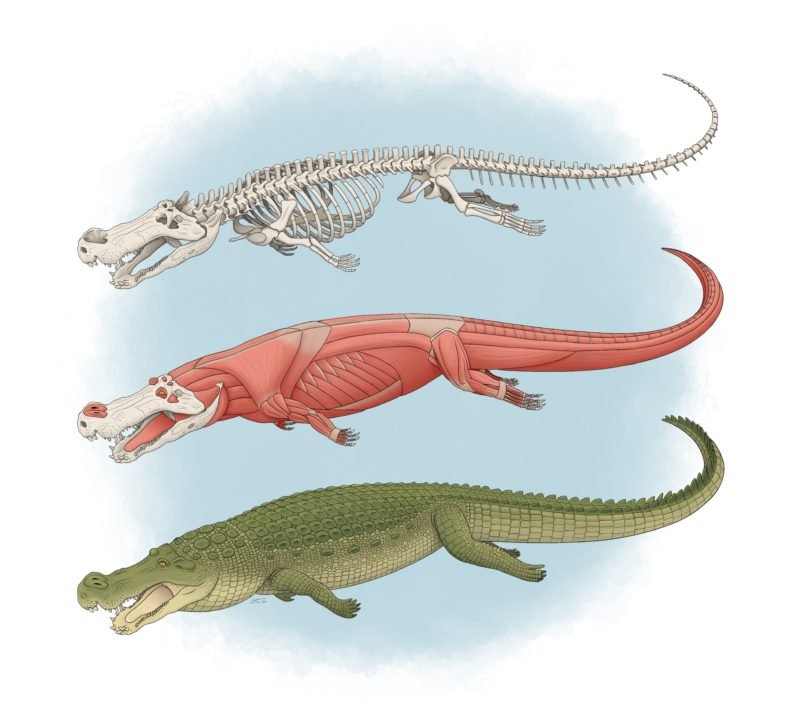 O gigante pré-histórico ameaçava outros dinossauros grandes. (Fonte: Tyler Stone)