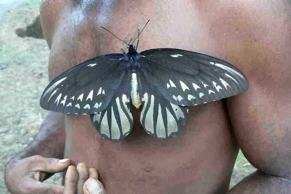 Esta borboleta é muito maior que as outras. (Fonte: All That´s Interesting)