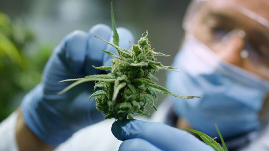 Estudando as propriedades da Cannabis (Fonte: Shutterstock)