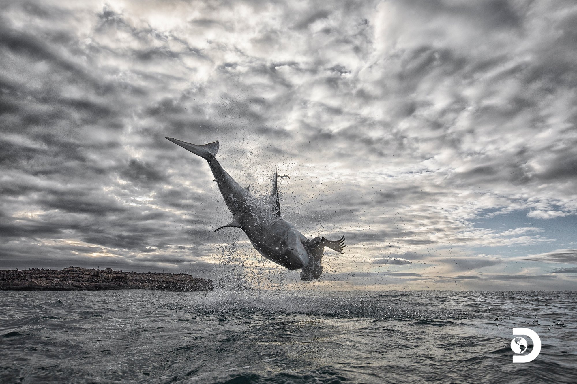 Imagem de Tubarão-branco bate recorde de salto em altura para pegar foca no megacurioso