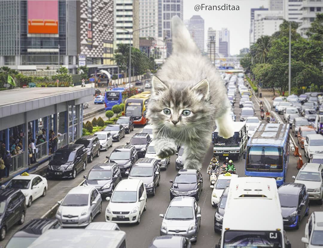 Se os gatinhos "normais" vivem passando na nossa frente, é claro que o Catzilla iria atrapalhar o trânsito (Fonte: @fransditaa/Reprodução)