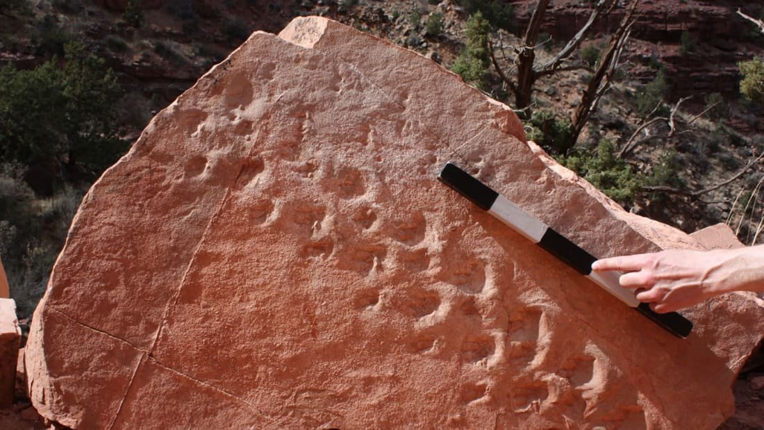 Queda de rocha revelou primeiro registro de vertebrados em dunas de areia. (Fonte: Universidade de Nevada/Reprodução)