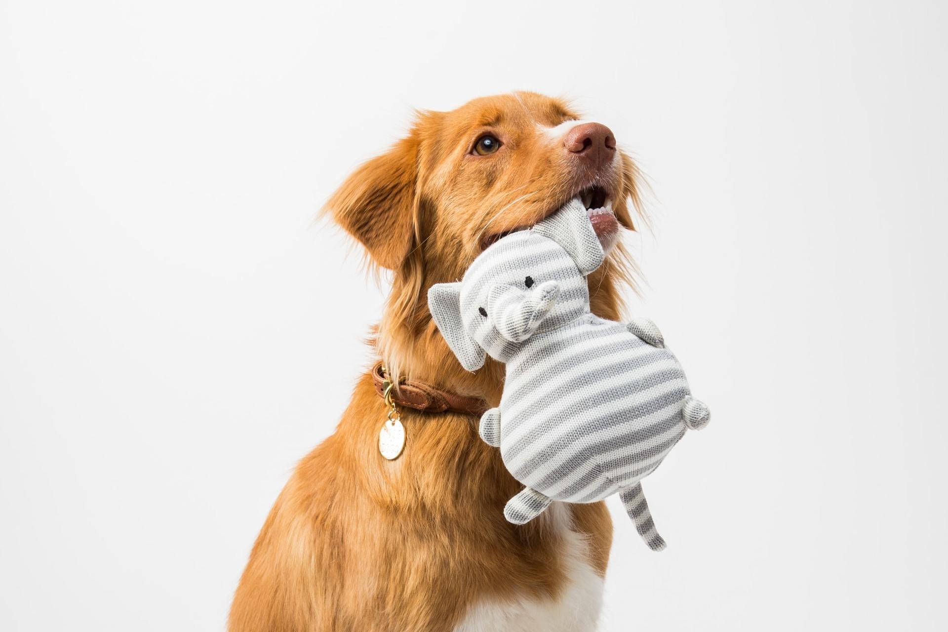 O cãozinho da foto está com um brinquedo cinza e branco — mas se fosse amarelo ou azul, ele também ia distinguir (Fonte: Unsplash)