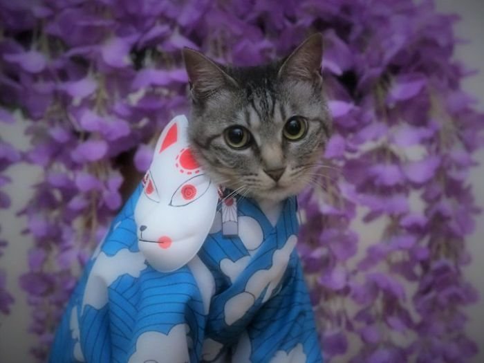 Japonês cria fantasias de anime à mão para seus gatos - veja o resultado
