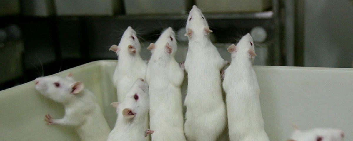 Guerra contra roedores pode estar gerando uma nova espécie de super-ratos