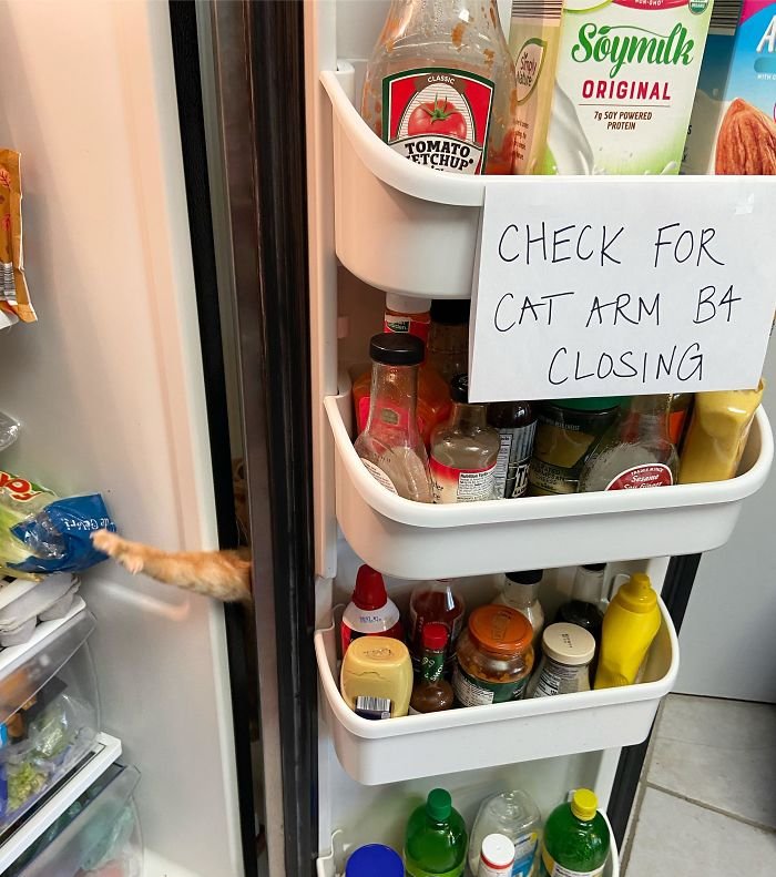 "Cuidado com o braço do gato antes de fechar". (Fonte: Instagram - carrot.tthe.cat/Reprodução)