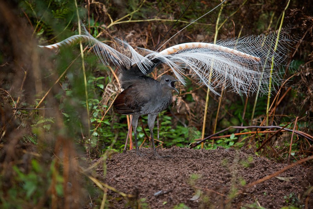 Este pássaro, que pesa menos de um quilo, movimenta mais terra que qualquer animal na natureza. (Fonte: Wikimedia Commons)