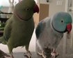 thumb-image-2024-02-29T14:04:58.703Z