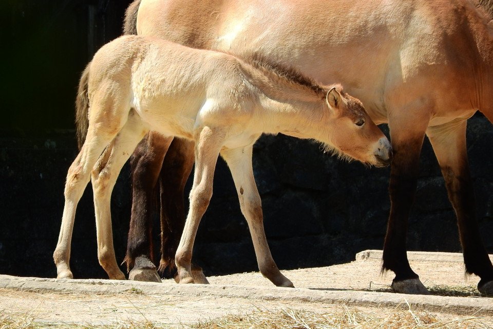 Imagem de Cavalo selvagem ameaçado de extinção ganha clone perfeito no megacurioso