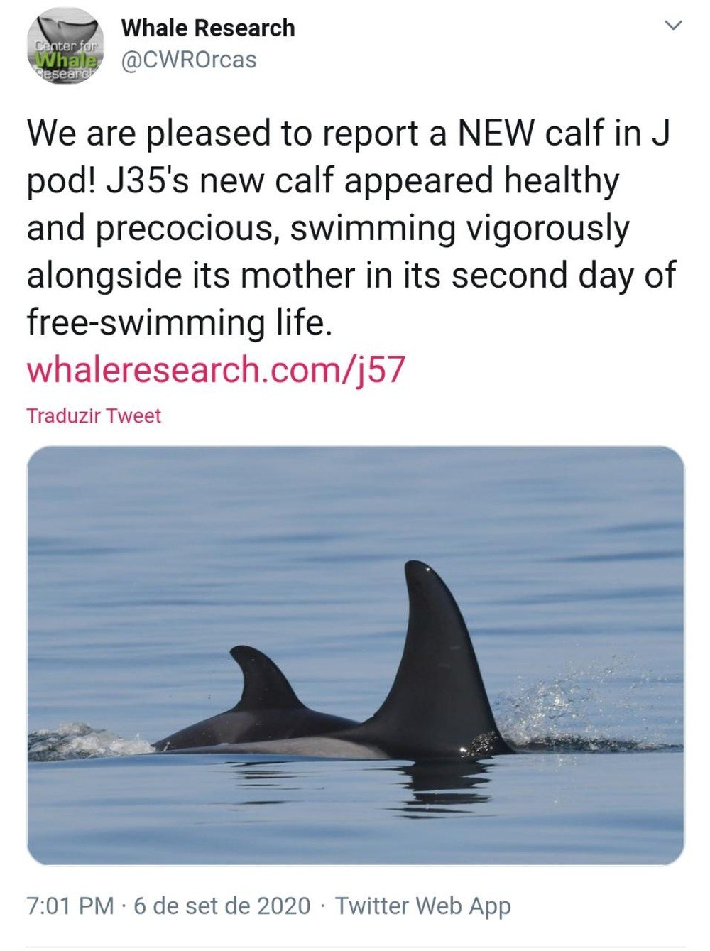 Fonte: Whale Research/Twitter/Reprodução