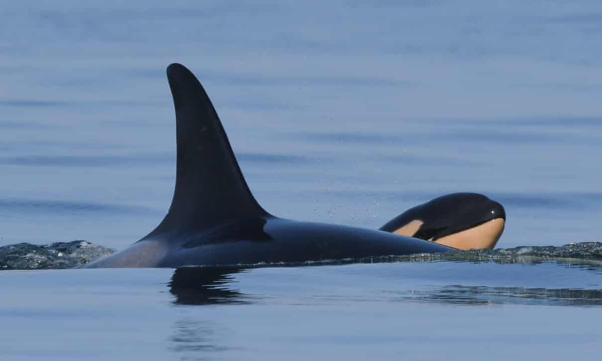 J57 com a mamãe (Fonte: Whale Research/Reprodução)