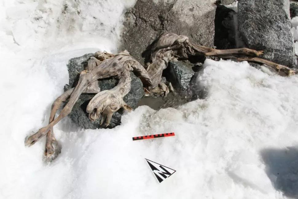 Exemplar centenário de cabra foi encontrado nos alpes italianos.