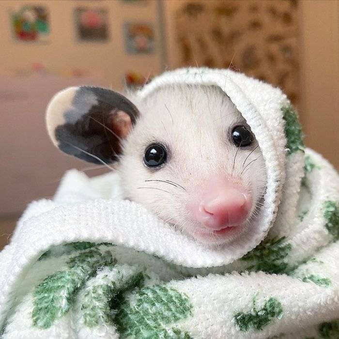 (Fonte: Sesame the Opossum/Instagram/Reprodução)