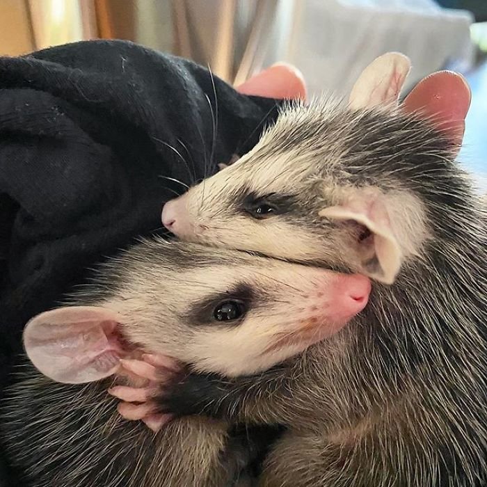 (Fonte: Sesame the Opossum/Instagram/Reprodução)