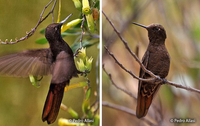 O colibri-negro-de-rabo-de-metal pesa apenas 6 g, mas precisa visitar centenas de flores por dia para se alimentar (Fonte: Peru Aves/Reprodução)