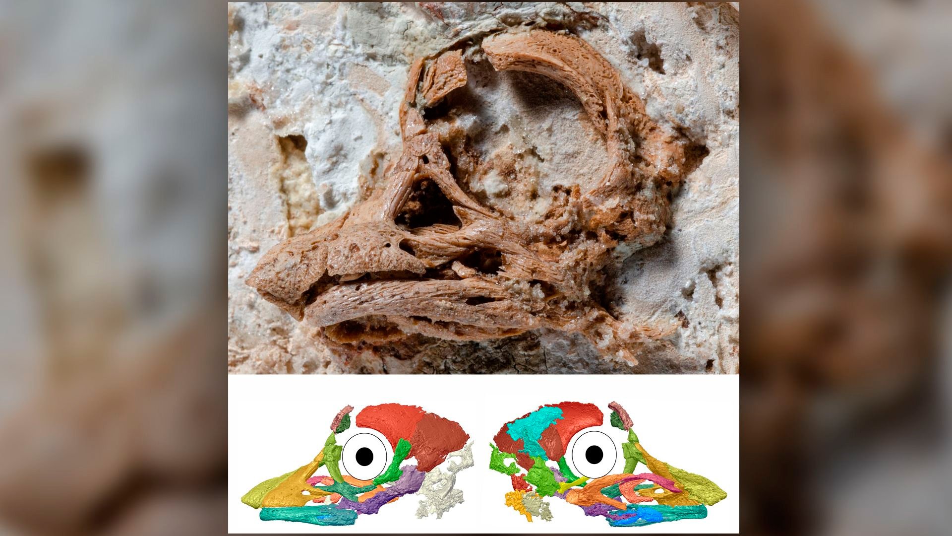 A riqueza de detalhes oferecida por um fóssil bem conservado. (Fonte: Reprodução/Martin Kundrat/Universidade de Pavol Jozef Šafárik)