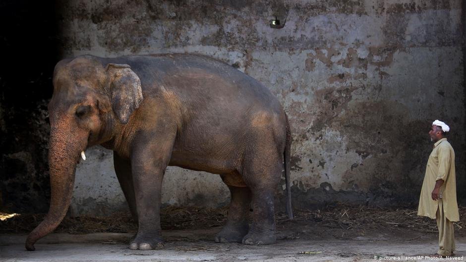 Kaavan viveu por 35 anos em um zoológico em Islamabad, em péssimas condições (Fonte: Deutsche Welle/Reprodução)