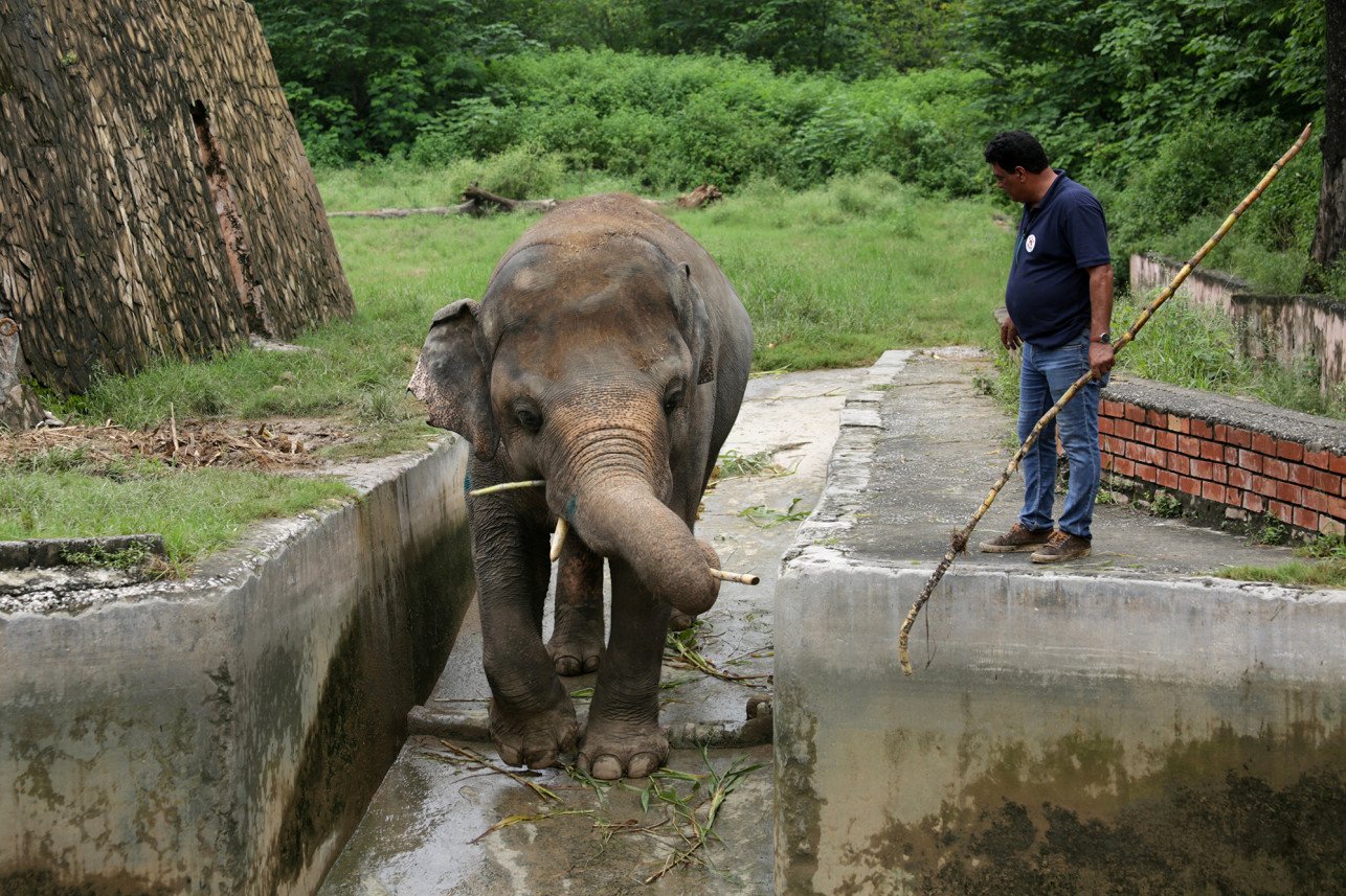 Agora, equipes de veterinários estão trabalhando com Kaavan e pretendem transferi-lo para um santuário de elefantes (Fonte: NY Post/Reprodução)