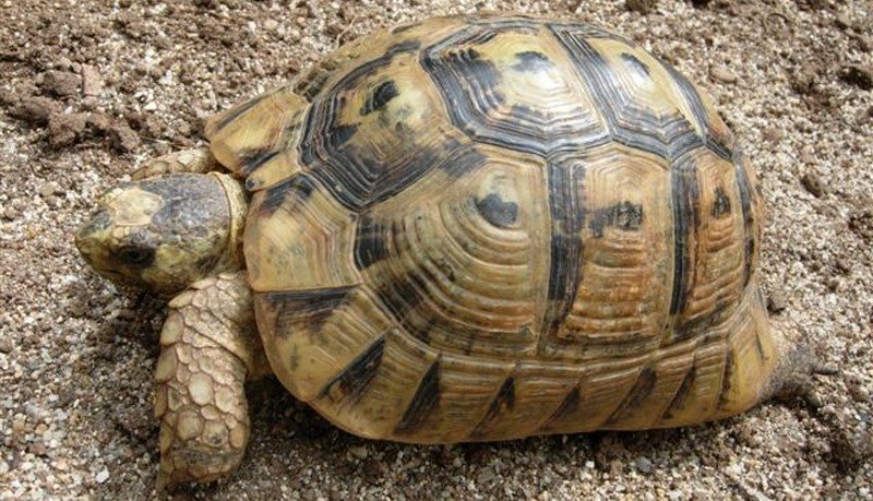 A tartaruga-grega é uma das espécies do gênero Testudo