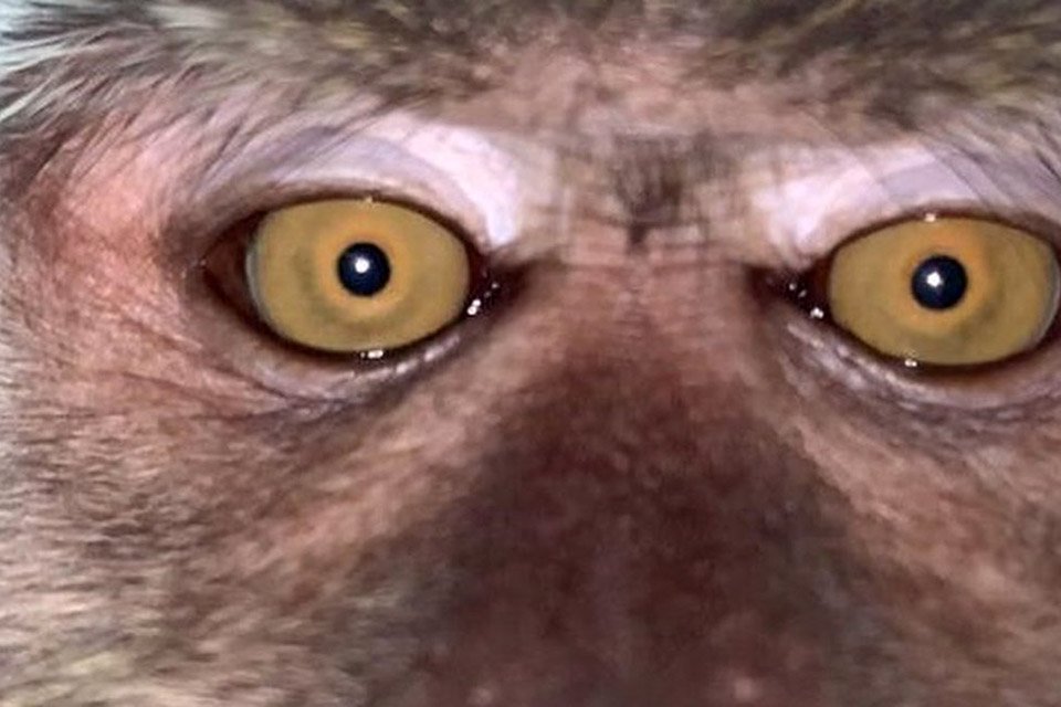 Imagem de Macaco rouba celular e aproveita para tirar selfies no megacurioso