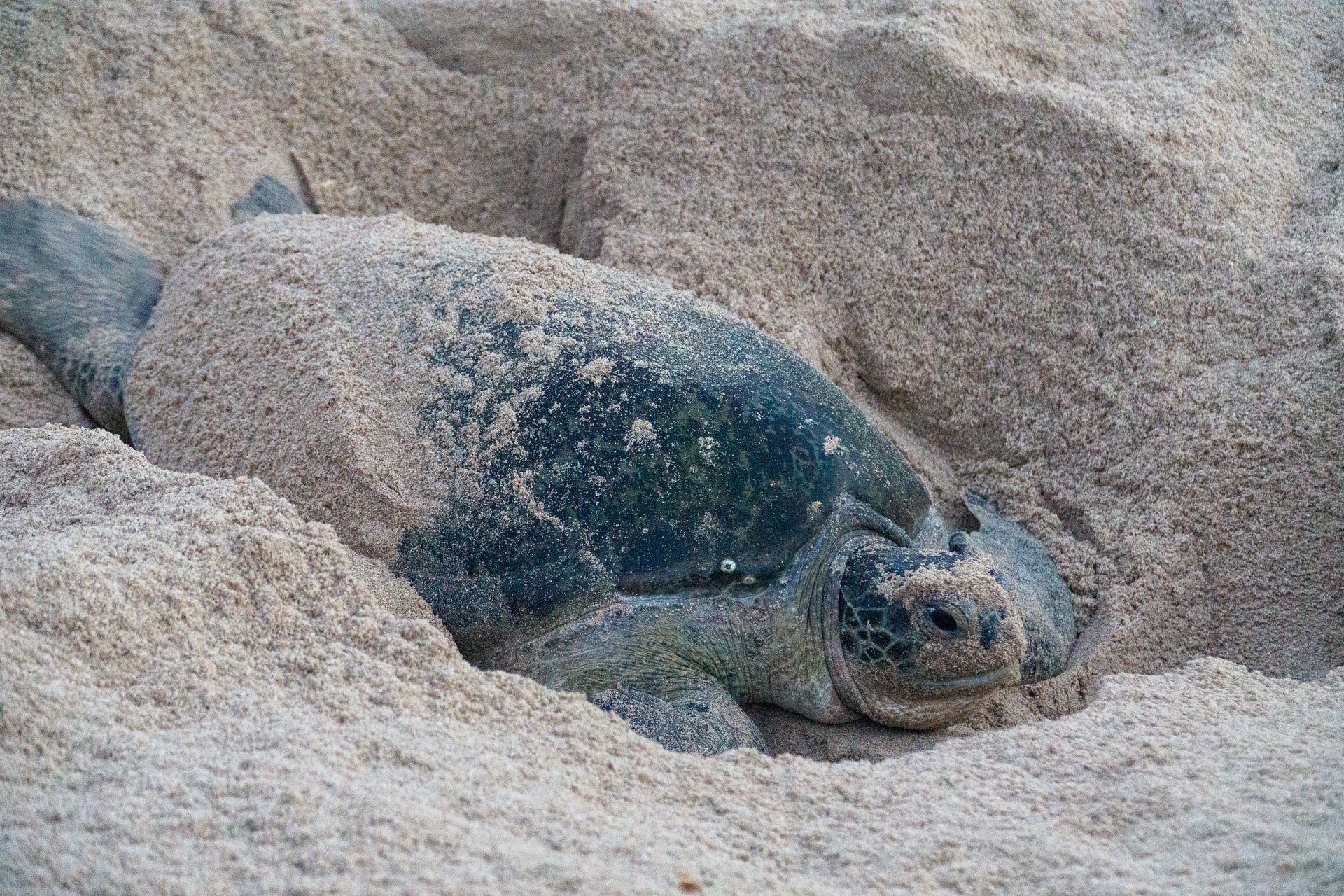 Tartarugas sempre voltam à praia onde deixaram seus ovos, graças ao magnetismo (Fonte: Unsplash)