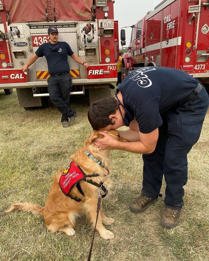 A cachorrinha passeia pelas bases do corpo de bombeiros, dando carinho a todos (Fonte: @kerith_the_golden_retriever/Instagram)